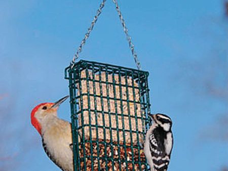 Droll Yankees Inc - Double Suet Feeder Supply