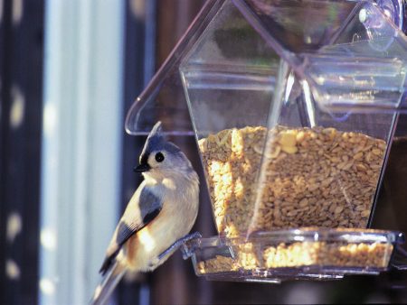 Aspects Inc - Window Cafe Bird Feeder on Sale