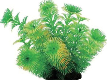 Elive Llc. - Natural Elements Cabomba Plant Hot on Sale