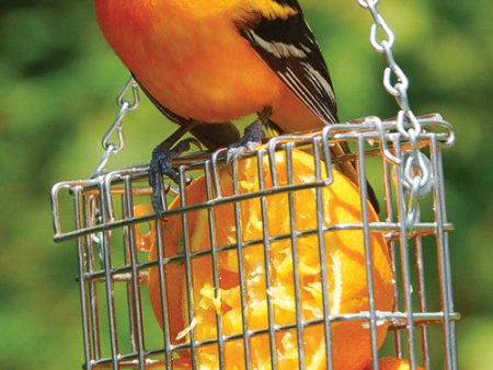 Droll Yankees Inc - Premium Single Suet Feeder Cheap